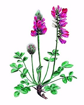the composition of red root